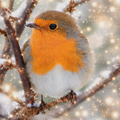 Diamant painting kit complet oiseau